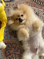 Louie