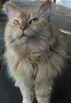 Buttercup