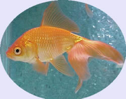 fish in aquarium