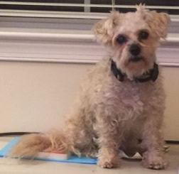 Rascal
