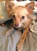 Remington