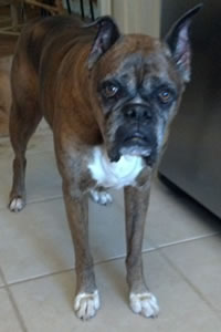 Samson
