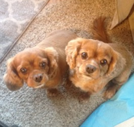 Sadie & Scarlet