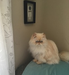 Luca